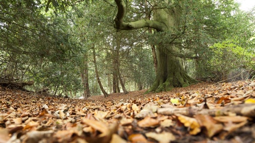 A low-angle photo of autumnal coloured leaf litter on the ground and green trees behind